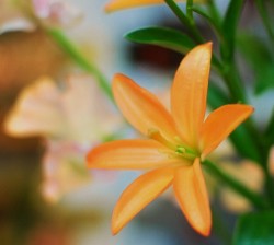 直径３～４㎝程の大きさのオレンジ色のユリの花