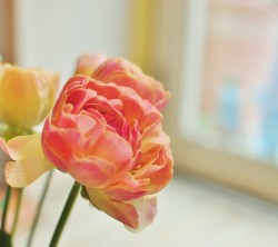 くすんだサーモンピンクのラナンキュラスの花