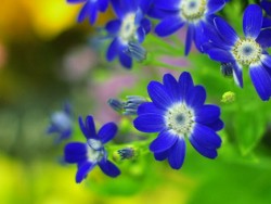 濃い青色系のサイネリアの切り花