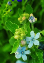 府中市の花屋のサンタの花屋の大好きなブルースターの花