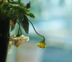 匂いスミレの白い花の鉢物