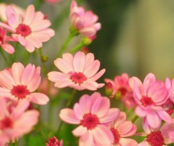 ピンク色の切り花のサイネリア