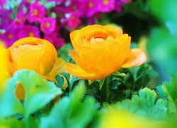 オレンジの色のラナンキュラスの鉢植えの花