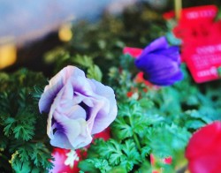 ２年物の球根アネモネの鉢物の紫のグラデーションの花