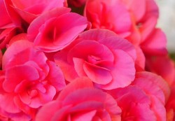 華やかなピンク色のエラチオールベゴニアの鉢植えの花