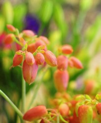 カランコエの切り花