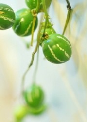 個性的なお花たち…