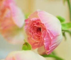 淡ピンクのラナンキュラスのお花