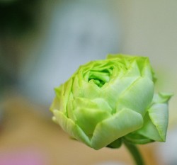 淡い緑のラナンキュラスの花