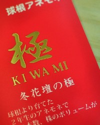 球根アネモネのポットについたタグ　冬花壇の極　