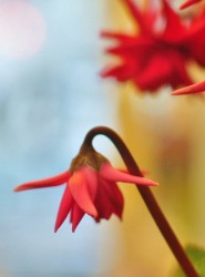 矢祭園芸さんの育種品種　赤いシクラメンのチモ魂の蕾