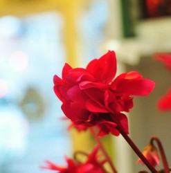 赤いシクラメンのチモ魂の花が開いたところ