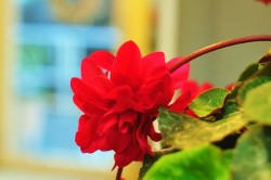 赤いチモ魂の花の最終形