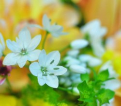 アリウムコワニーの小さな白い花