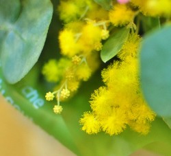 フワフワとしたミモザの黄色の花