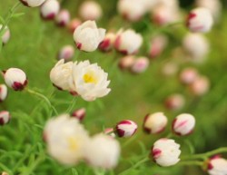 花かんざしの小さく優しいお花がふんわりと開いたところ