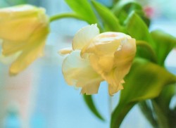 オフホワイトのパーロット咲きのチューチップの花