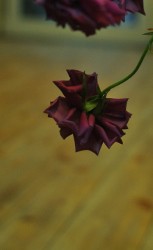 スプレーバラのブラウンスカーフ　シックな色合いの上品なバラ