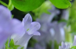 東府中花屋サンタの花屋の大好きな色合いの薄紫のカンパニュラ