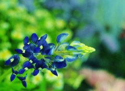 濃紺のルピナスの花