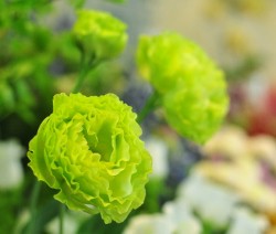 府中の花屋　サンタの花屋のトルコキキョウ　アンバーダブルミント