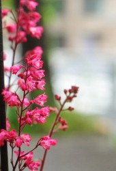 府中の花屋　サンタの花屋のヒューケラのピンクの可愛いお花