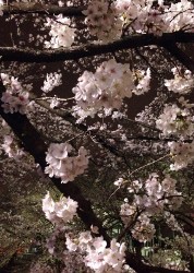 昨年2014の春の川沿いの夜桜