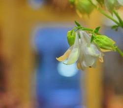 儚げで美しいオダマキの切り花