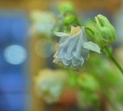 薄紫で儚げな切り花のオダマキ