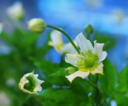 初夏に涼しげなお花　アネモネ　バージニアナ