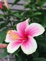 小さめなお花のハイビスカス　アイスピンク