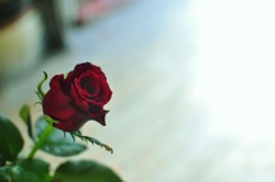 東府中の花屋　サンタの花屋の中では　これぞthe赤バラ的なイメージのバラ　グレンデアモーレ