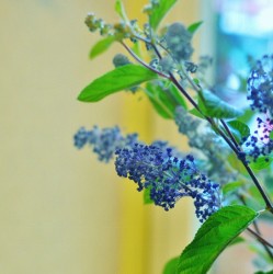 初夏の続きのお花達…青系