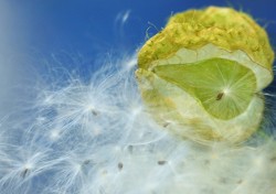 フウセントウワタの種　ケセランパサラン