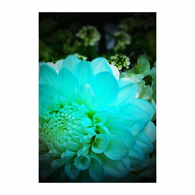 #ダリア #かまくら #白 #Dahlia #染め #flower #やっぱり青が好き