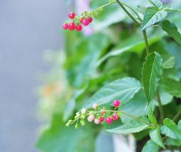 府中　花屋　風に揺れるピンクの数珠サンゴ　かわいすぎる