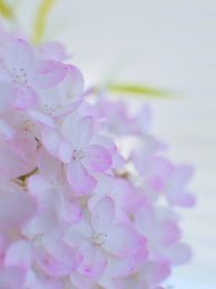 紫陽花の水無月が美しすぎ